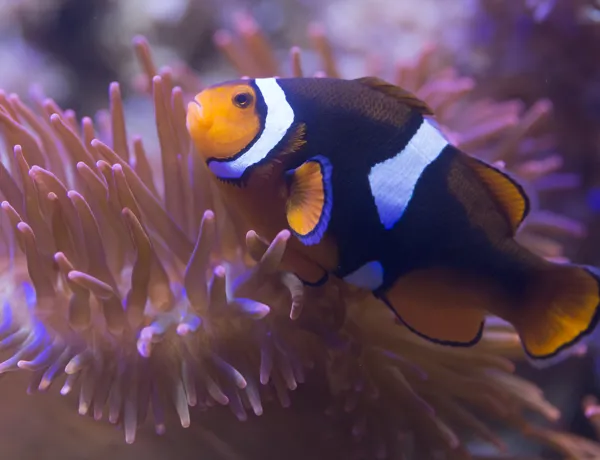 8443 Black Photon Clownfish Amphiprion Ocellaris X Amphiprion Percula 5