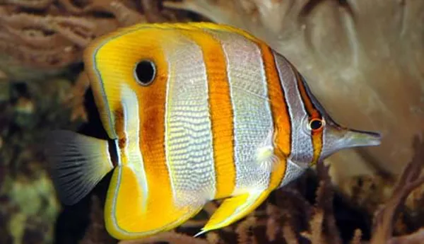 Copperbanded Butterfly Fish