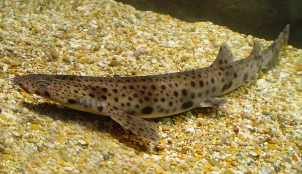 7344 Scyliorhinus Stellaris2