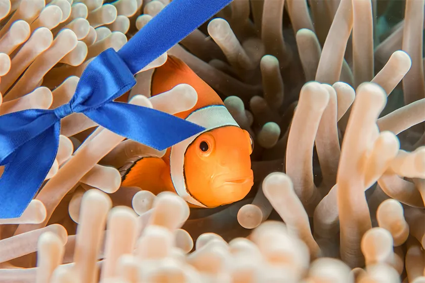 Anytime Lippu Lahjaksi