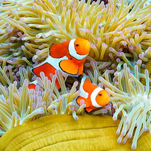 Aikuinen Ja Pieni Sukeltaja