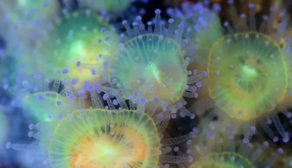Jewel Anemone (1)
