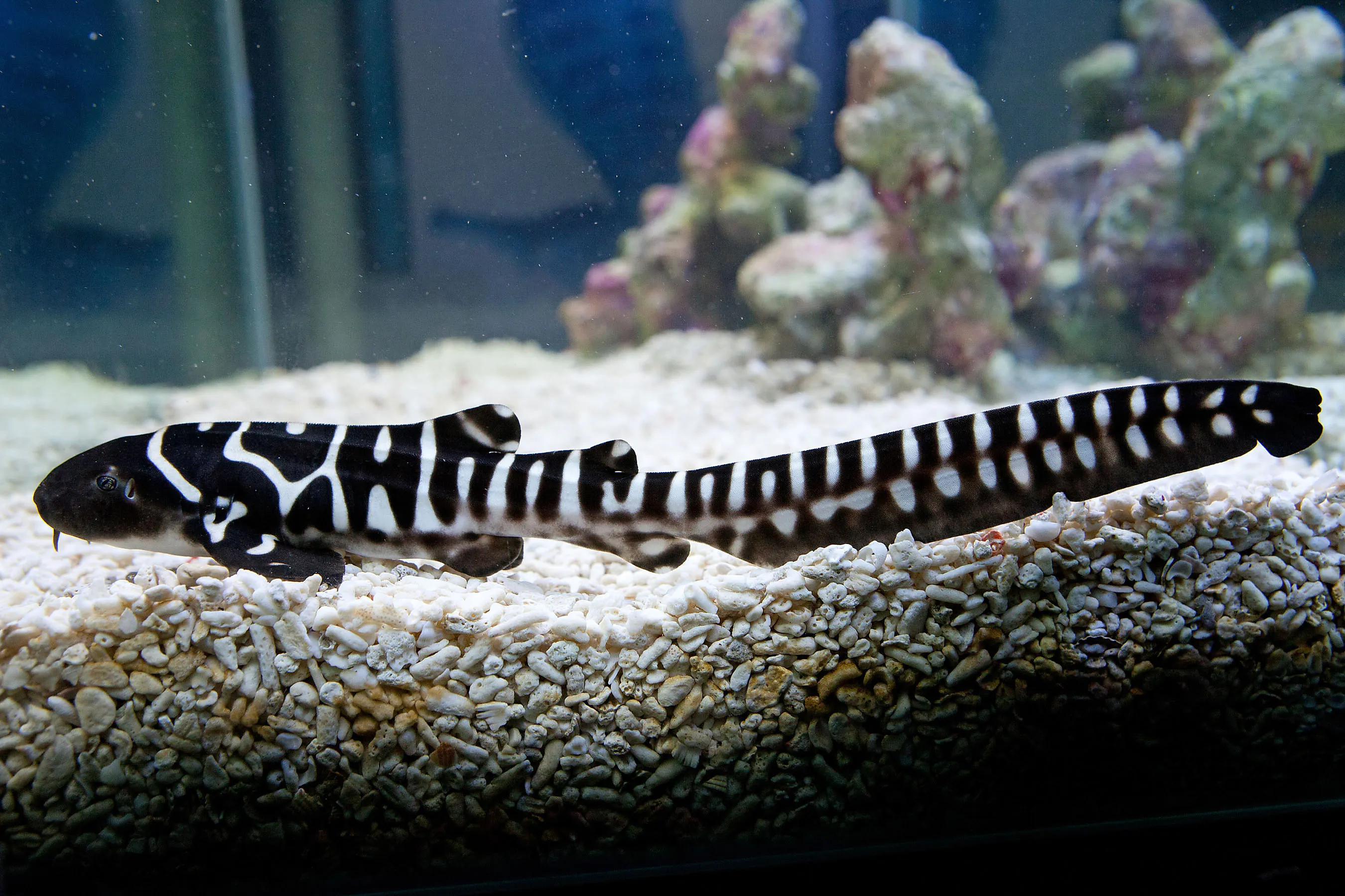 7609 LL Zebrasharkbaby3 (1)