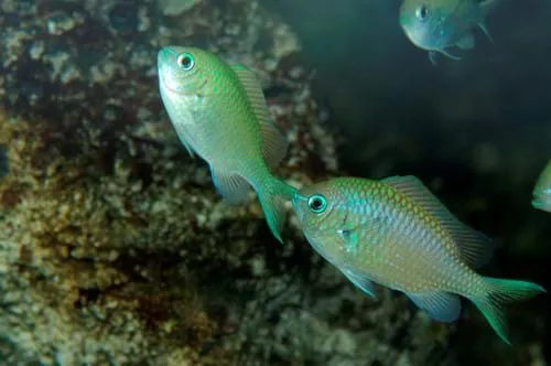 8676 Green Chromis Chromis Viridis 3 (1)