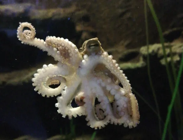 Mustekala Oliivi