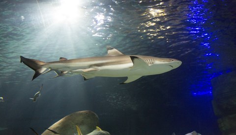 8447 Blacktip Reef Shark Carcharhinus Melanopterus 3