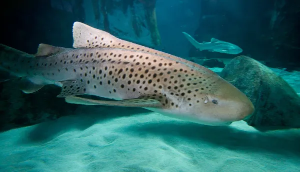 6534 Zebra Shark3