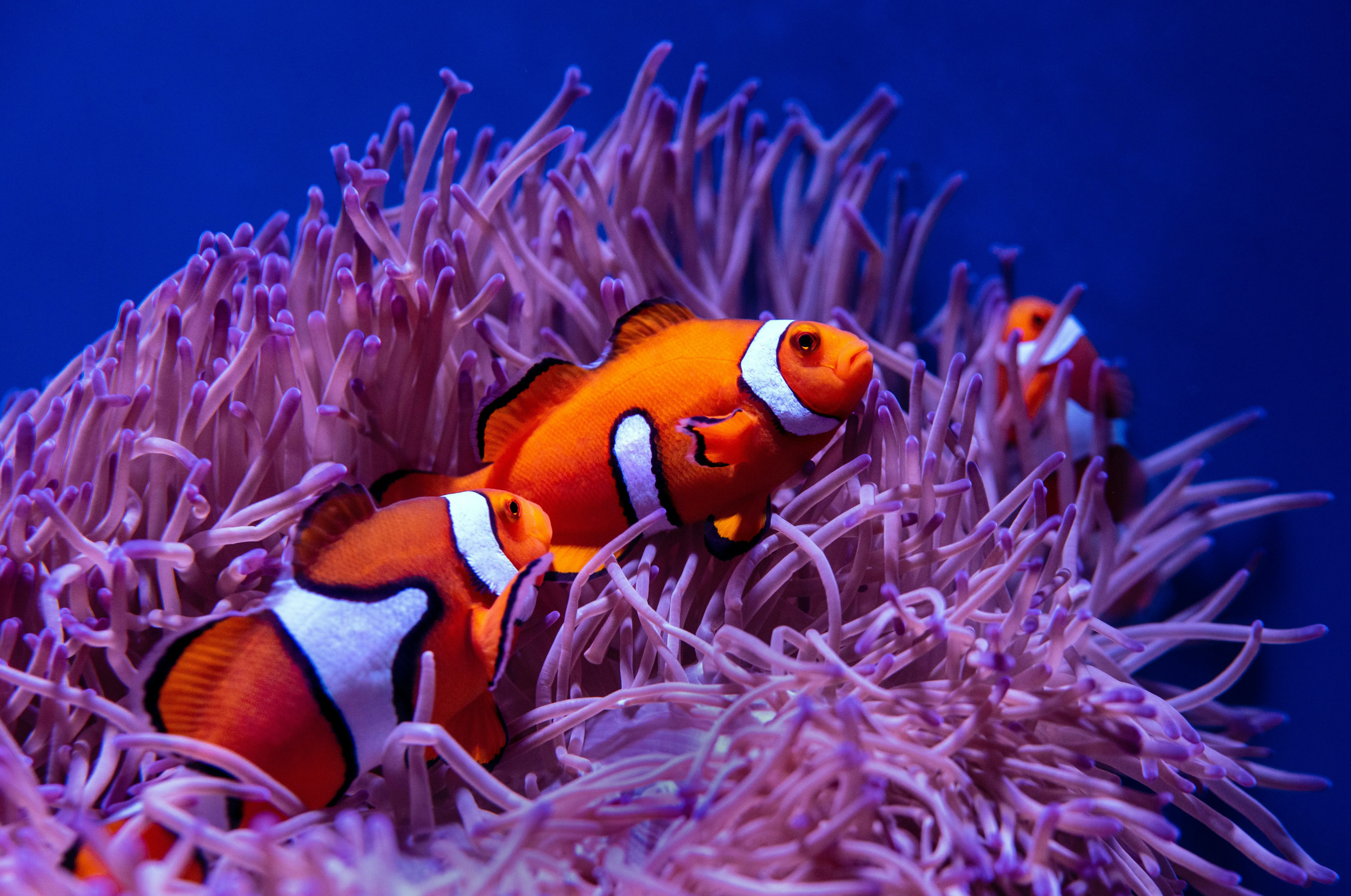 David Clode Hdvmdzqxads Unsplash