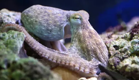 Octopuses
