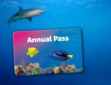 Sl Annual Pass 360X276