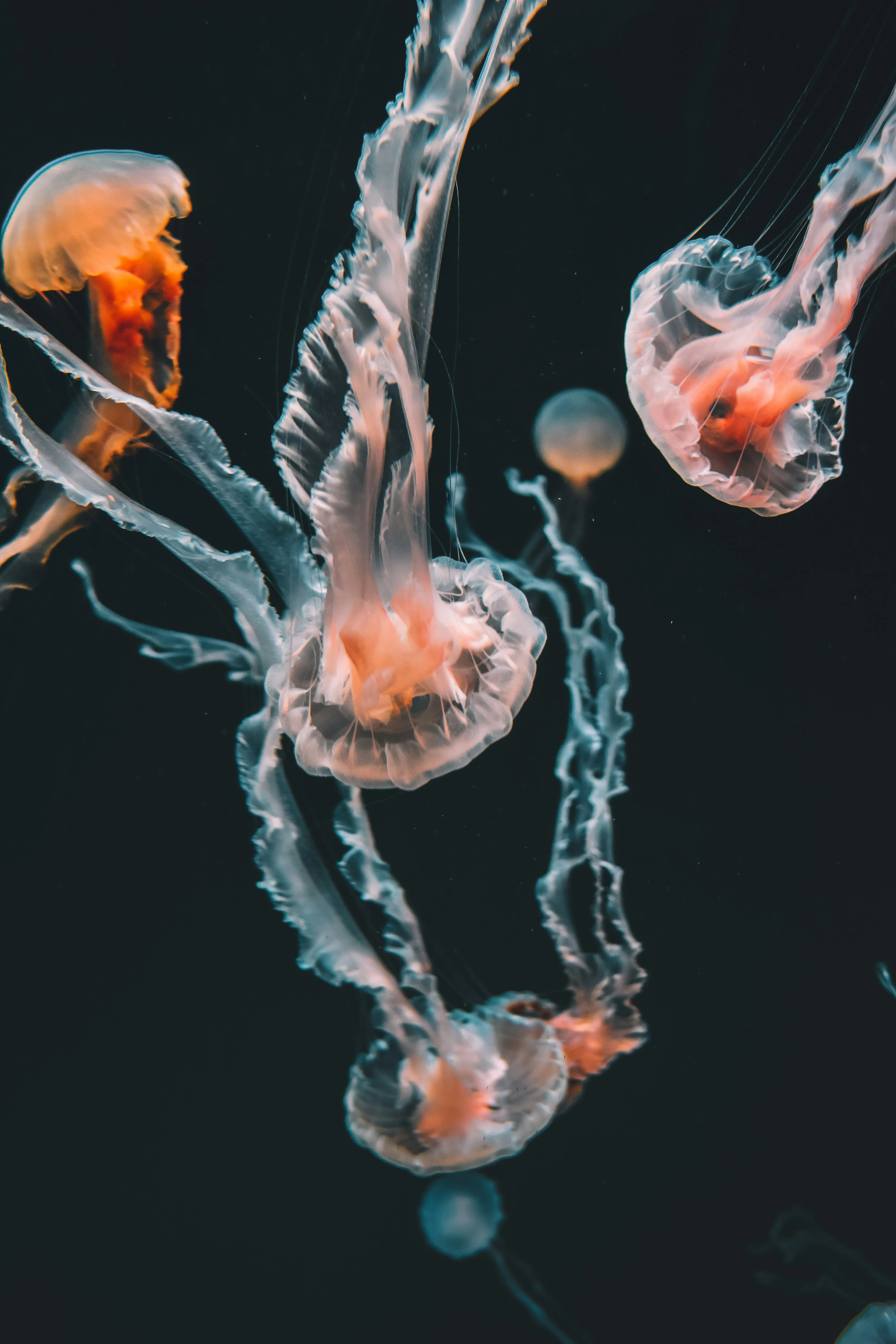 Jellyfish 2