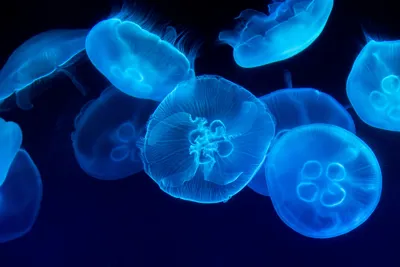 Jellyfish 3