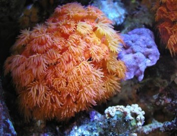 Korallit2