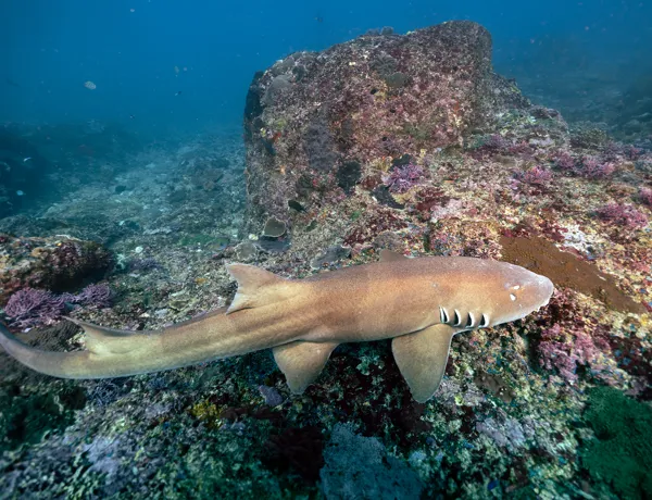 Bamboo Shark