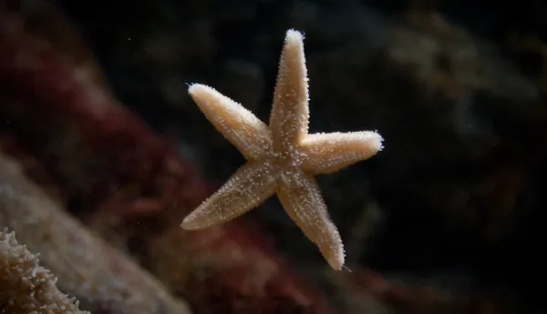 6695 Asterias Rubens