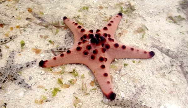 Meritähti Seastar