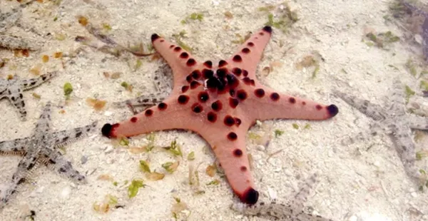 Seastars Seastars