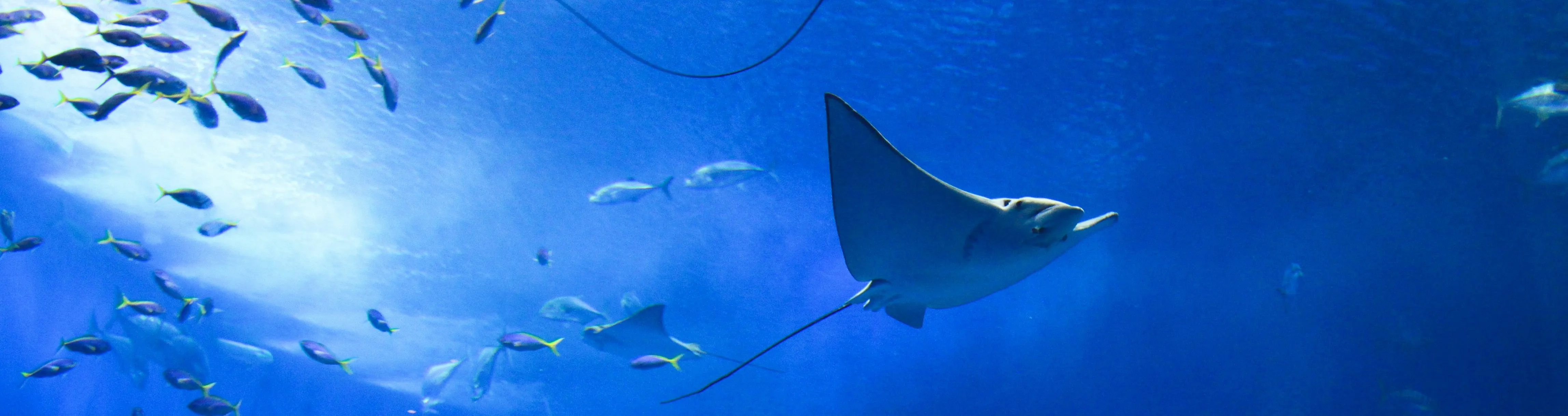 Ray (1)
