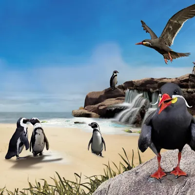Penguin Beach