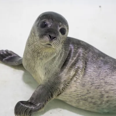 Seal Pup