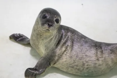 Seal Pup