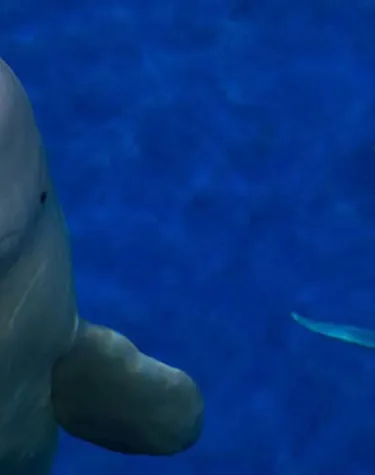 Beluga whales