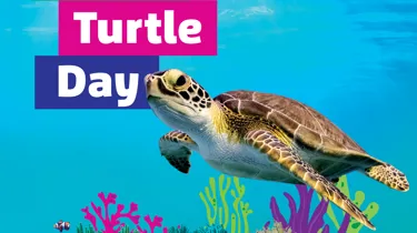 World Turtle Day Square Large