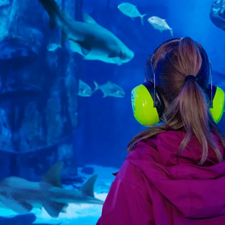 Quiet At The Aquarium