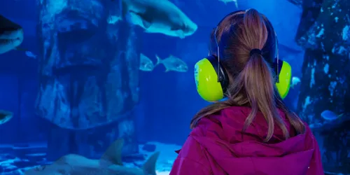 Quiet At The Aquarium