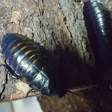 Madagascar Hissing Cockroach