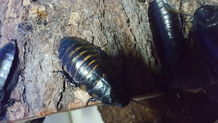 Madagascar Hissing Cockroach