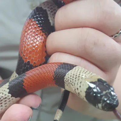 Milk Snake