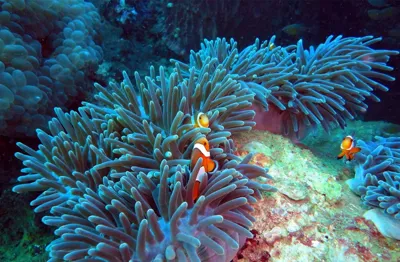 Sea Bed Clown Fish