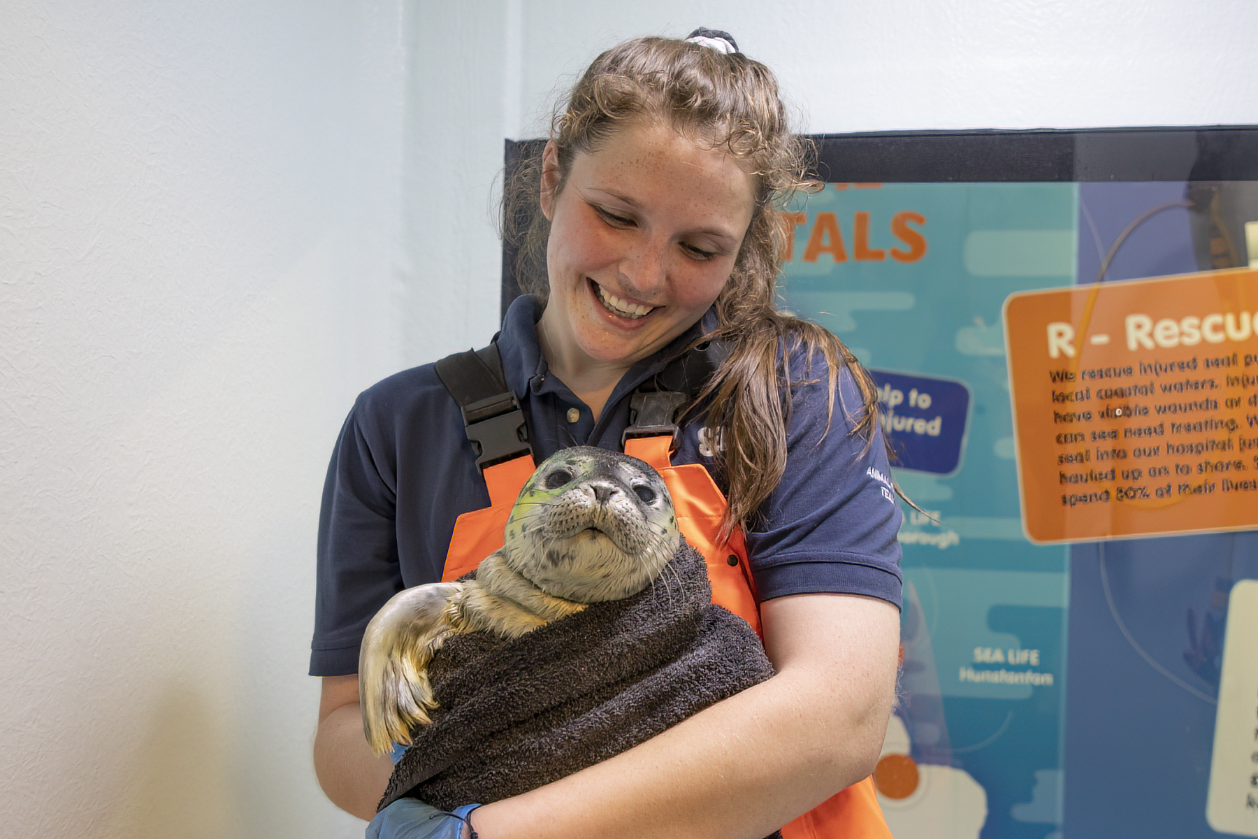 Rescued seal held by staff member at SEA LIFE Hunstanton Seal Rescue unit