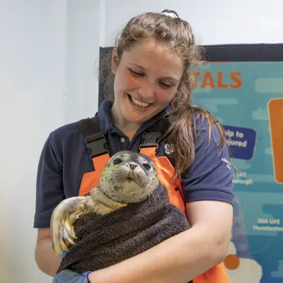Rescued seal held by staff member at SEA LIFE Hunstanton Seal Rescue unit