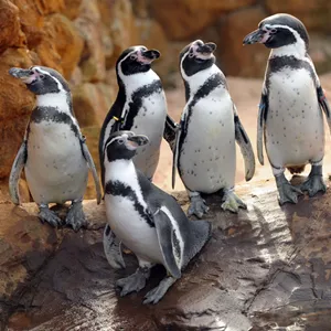 Penguins at SEA LIFE Hunstanton
