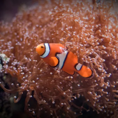 Clown Fish