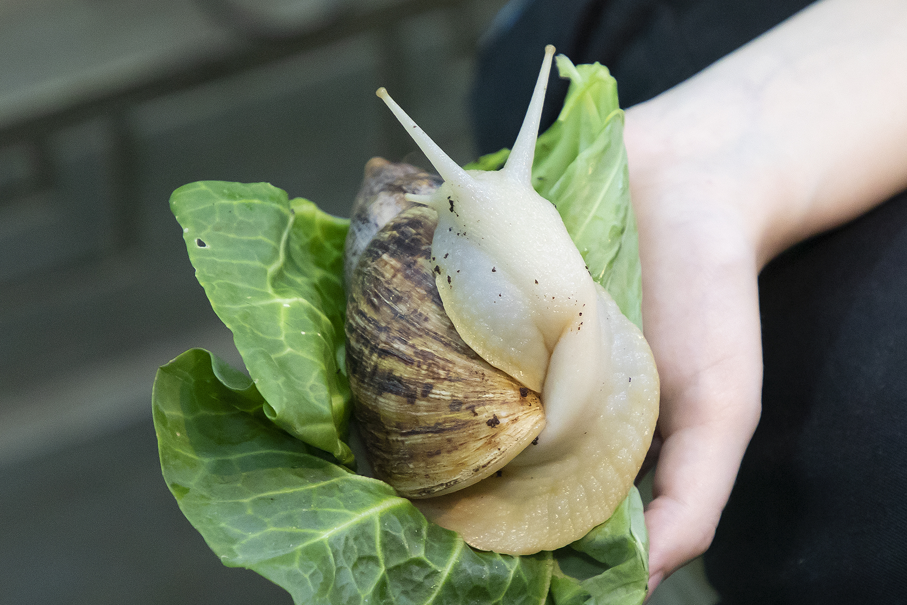 Hand holding an African Land Snail on top of a piece of lettuce at SEA LIFE Hunstanton Aquarium