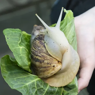 Hand holding an African Land Snail on top of a piece of lettuce at SEA LIFE Hunstanton Aquarium