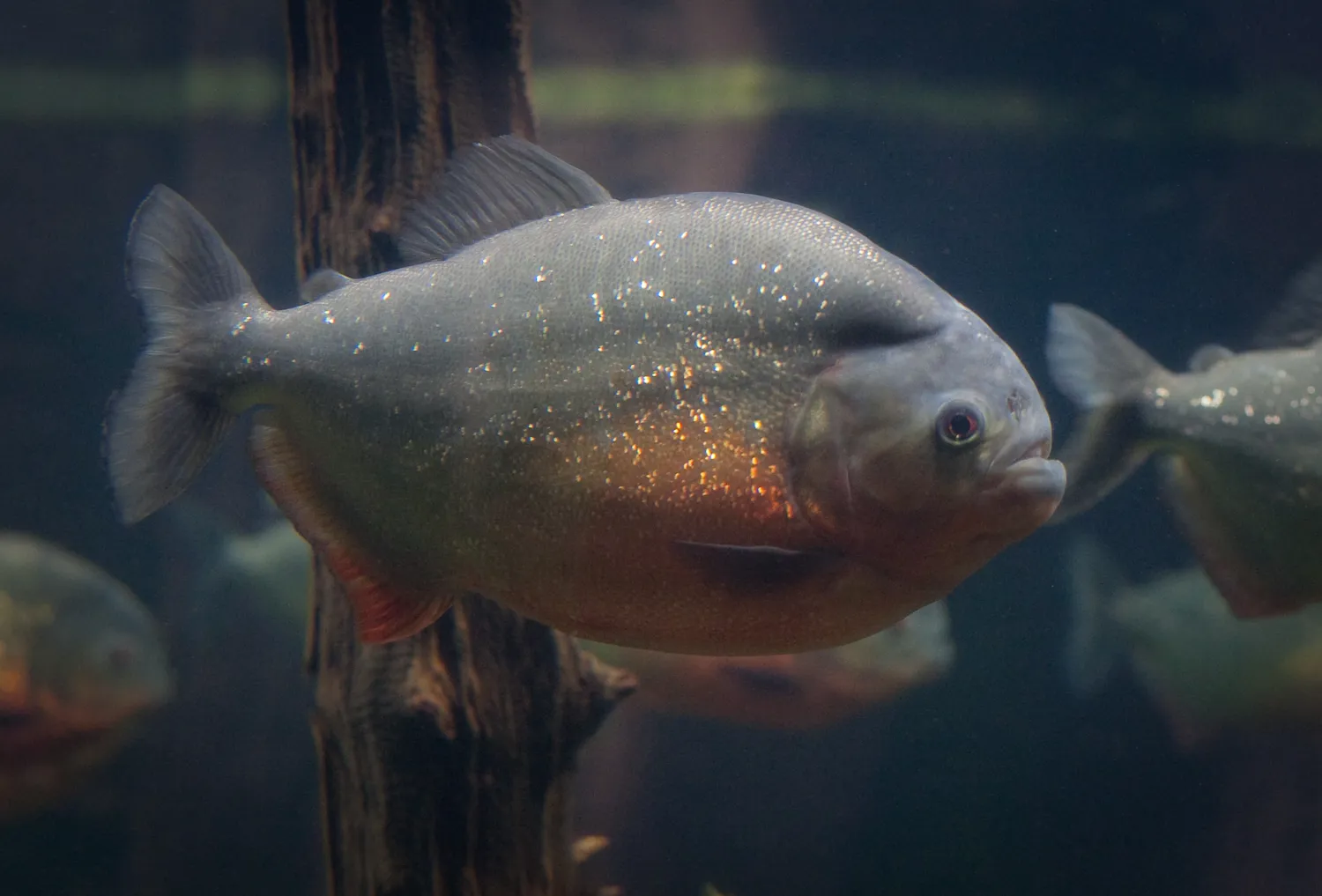 Red Piranha