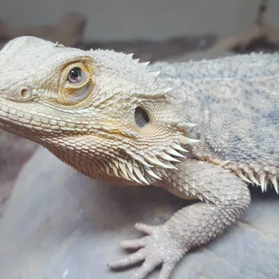 Bearded Dragon