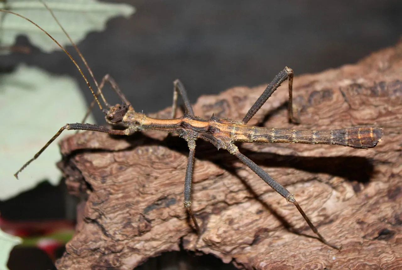 Sunny Stick Insect camouflaging against a wooden stick at SEA LIFE Aquarium Hunstanton