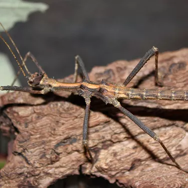 Sunny Stick Insect camouflaging against a wooden stick at SEA LIFE Aquarium Hunstanton