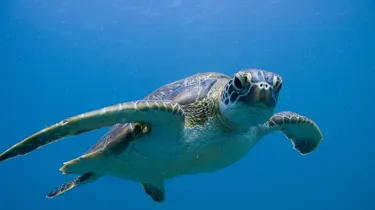 Green Sea Turtle