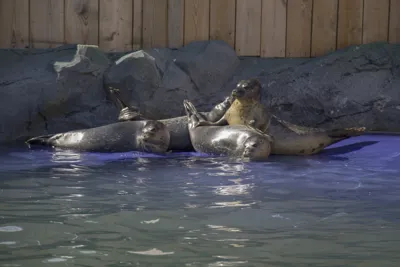 Seal Basking