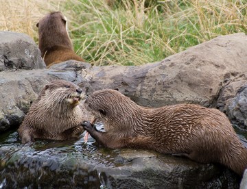 Asian short clawed otters at SEA LIFE Hunstanton