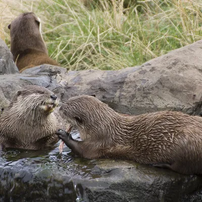 Asian short clawed otters at SEA LIFE Hunstanton