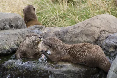 Asian short clawed otters at SEA LIFE Hunstanton