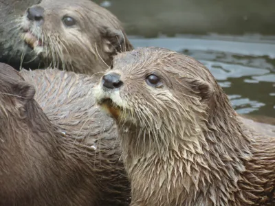 Two Otters