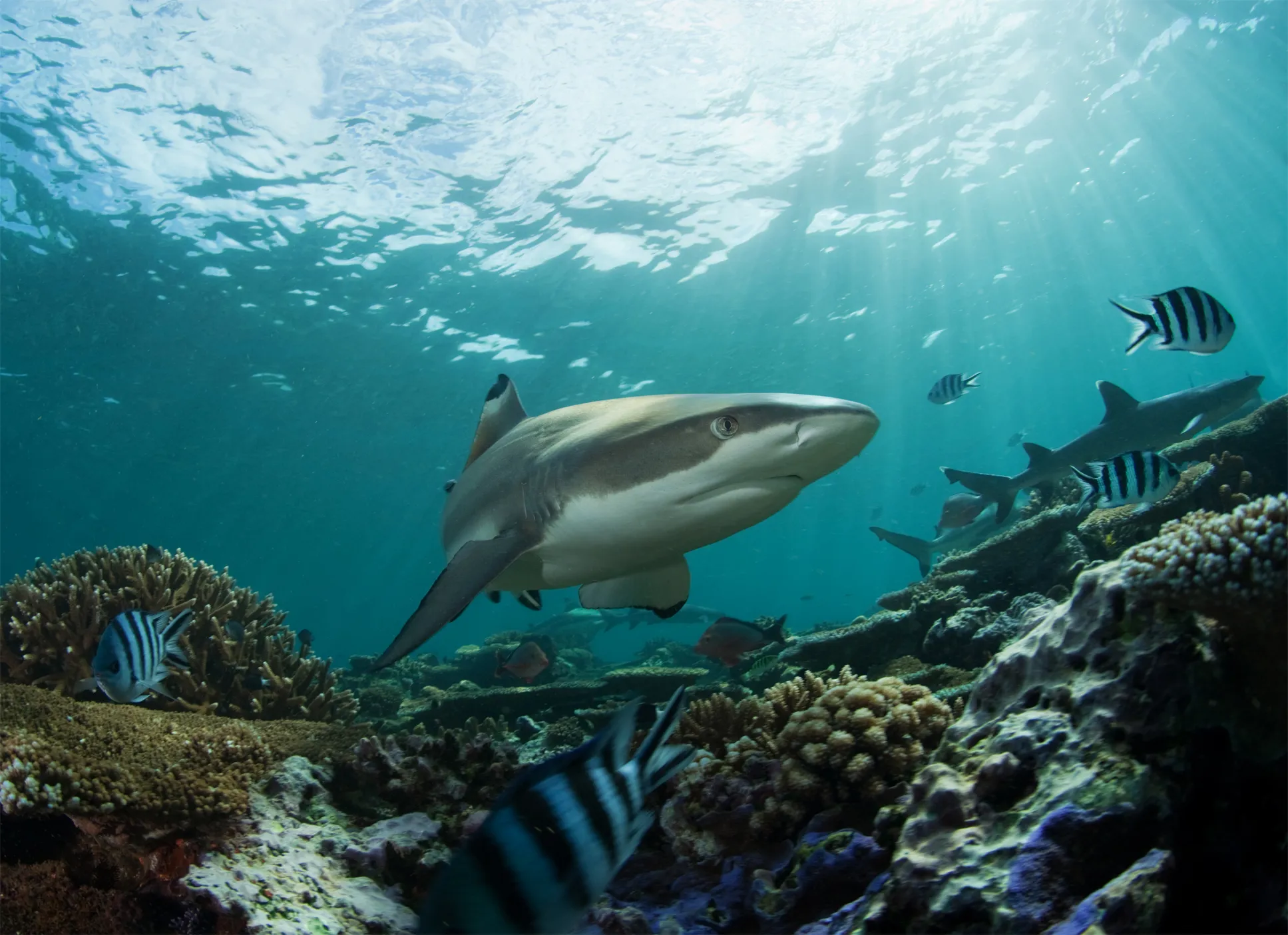 Black Tip Shark